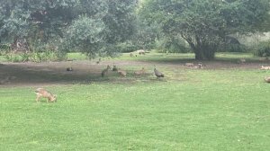 ВЛОГ #9. Эко парк (зоопарк) Буэнос-Айреса. Аргентина 2023