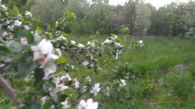 Мельба с плоской кроной в цвету