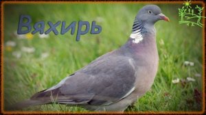 Голоса птиц Как поёт Вяхирь (Columba palumbus).mp4