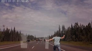 Как надо пугать коров