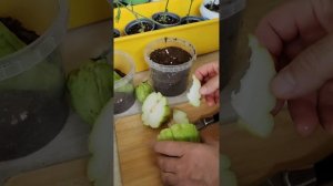 Чайот или Мексиканский огурец. Как правильно высадить и когда?