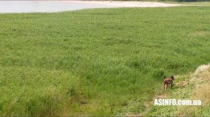 О Новоазовске, отдых в Новоазовске, туры в Новоазовск Азовское море