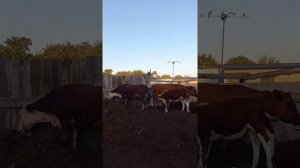 Болячки,бородавки, грибок у крс? Кто знает что это, и как с этим бороться?