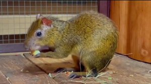 Наш Ростовский зоопарк!! Попав сюда раз запомнишь на всю жизнь!!