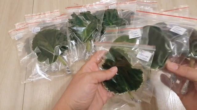 Распаковка посылок с фиалками ??? 35 сортов ??? смотреть онлайн