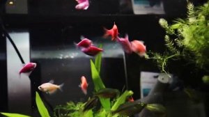 Первое кормление рыбок кормом Tetramin Crisps (чипсы от Tetra)