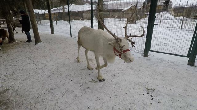 Самый трогательный зоопарк из всех трогательных в Рузе