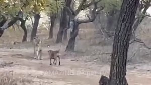Дерзкие набеги Леопарда во дворы за Собаками.15 Случаев Нападения на Леопардов на собак.