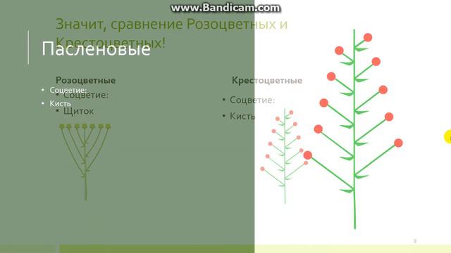 Биология 7 класс, №книжныйчервь