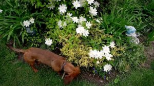 ? Клематисы в дизайне сада