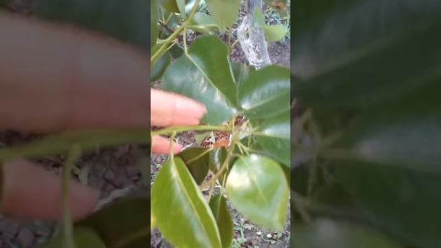 Как быстро прививки дадут урожай? смотреть онлайн