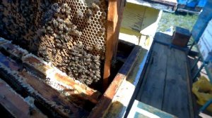 Время качки меда. Как подготовить семьи пчёл к откачиванию мёда.