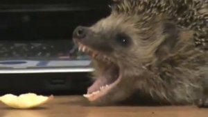 Ежик рычит. Hedgehog growls