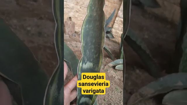 douglas sansevieria varigata #ngeshortbareng