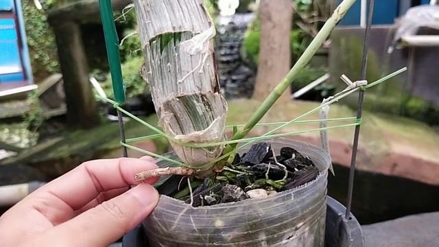 Catasetum pileatum 'Oro Verde'