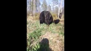 КОМЕДИЯ РОК  Мой трёхаккордный Рок-н-ролл!!!