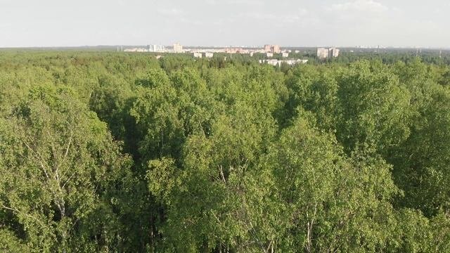 Над лесом в Сертолово