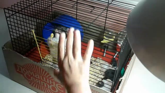 Как Марта открывает клетку смотреть онлайн