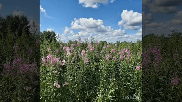 Пока цветет Иван чай смотреть онлайн