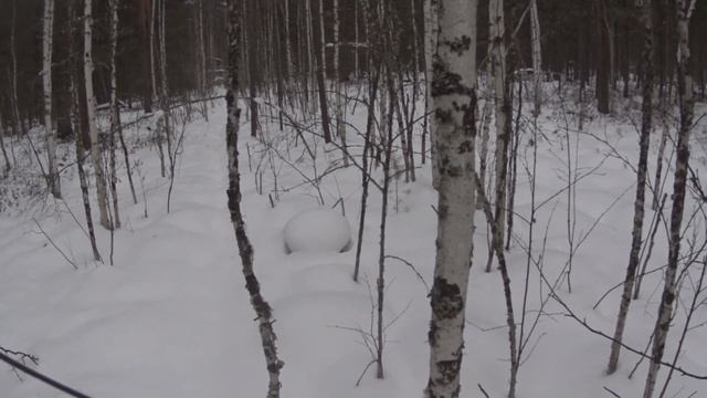 Промысел соболя  8 серия Соболюем, лайка роет землю зубами,соболь обманул лаек.