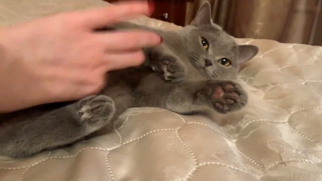 Красивая британская кошка❤️#британскаякошка #видеоскотами