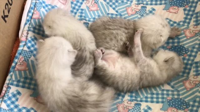 Как выглядят котята серебристой шиншиллы в две недели | Все пушистики открыли глазки