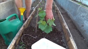 Защита винограда от заморозков! Виноград на Северо-Западе России.