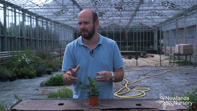 Royal Oak Plant - BuyPlants.co.uk смотреть онлайн