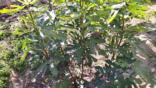 Инжир Крымский черный. смотреть онлайн