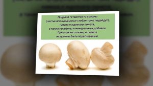 Условия для выращивания шампиньонов