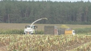 Уборка кукурузы на силос CLAAS Jaguar 870
