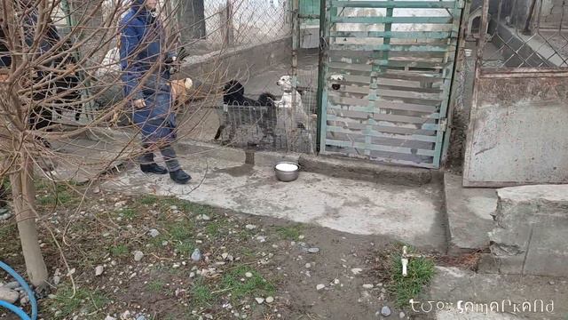 Центр временного содержания бездомных животных "Terra-vita" г.Самарканд смотреть онлайн