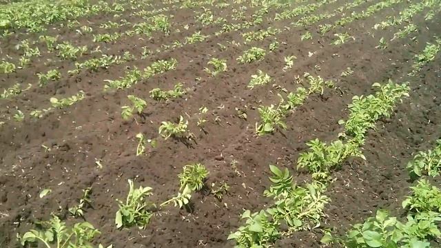 Окучивание картофеля активной фрезой с ушастым окучником