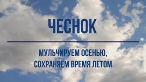 Чеснок. Осеннее мульчирование чесночных грядок сохраняет время летом. Минимальное время на прополку.