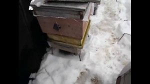 высокая влажность и очень сыро в зимующем улье, что делать ?