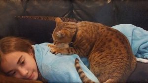 ПОЧЕМУ КОТЫ И КОШКИ ЛЮБЯТ СПАТЬ НА ЧЕЛОВЕКЕ -7 ФАКТОВ И ПРИЧИН ЭТОГО