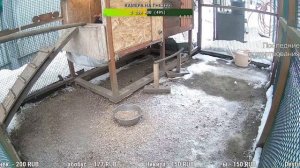 Курятник. Жизнь в курятнике. Можно покормить онлайн. Chicken coop stream. Online feed