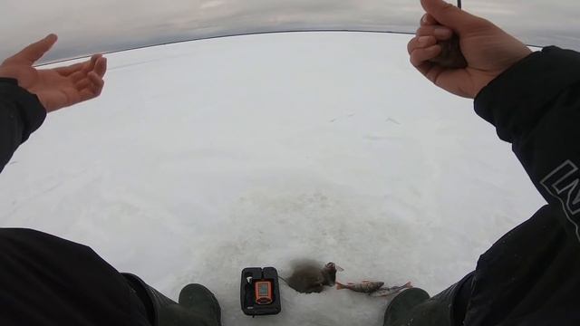 Лучшая рыбалка сезона. Окунь дуреет от самодельной блесны. Зимняя рыбалка 2022. Зимняя блесна. смотреть онлайн