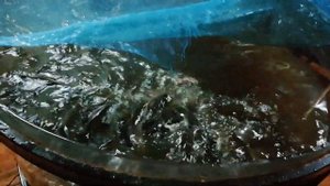 Клариевый сом.О корме. Эксперимент. Мини узв для клариевого сома.