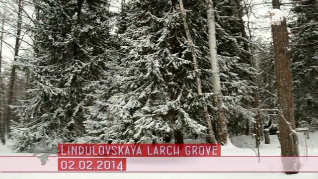 Линдуловская лиственничная роща