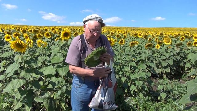 Семечки, семечки, буф буф подсолнухи...