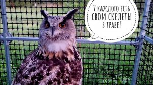 Сова Ёль слушает прогноз погоды на ночь, Артём поучаствовал в очередном конкурсе
