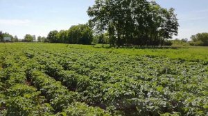 Сравнение омоложенного  картофеля от не омоложенной. Как омолодить семенной картофель.