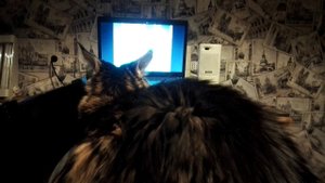 Любознательный Кот смотрит ТВ.#кот #котики #коты #мейнкуны #мейнкун #cute #cat #cats #catlover