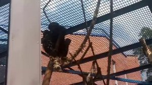 Новосибирский зоопарк! Самый большой в России.