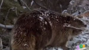 Бобры и бобрята. Родная природа. Познаем мир. Развиваем речь. .Beavers You Tube