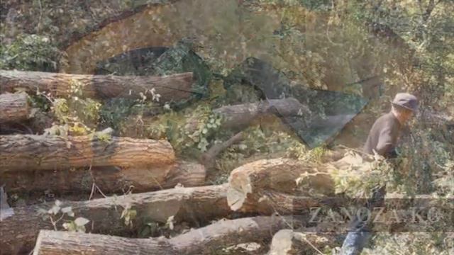 Бишкек дүйнөдөгү жашыл шаарга айлана алабы? смотреть онлайн