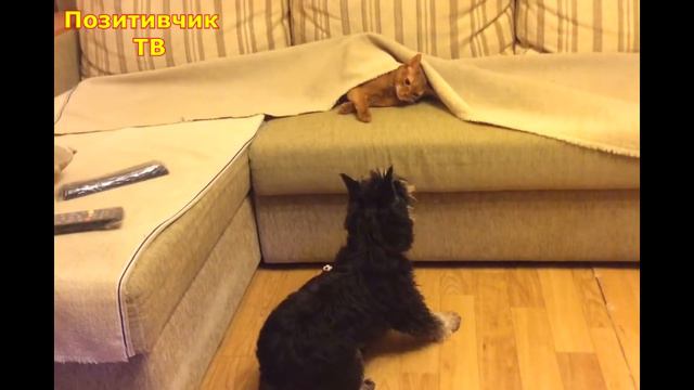 #1 СмЕШныЕ ЖиВОТныЕ/ СМЕШНЫЕ ВИДЕО ПРО ЖИВОТНЫХ/ ВИДЕО ПРИКОЛЫ смотреть онлайн