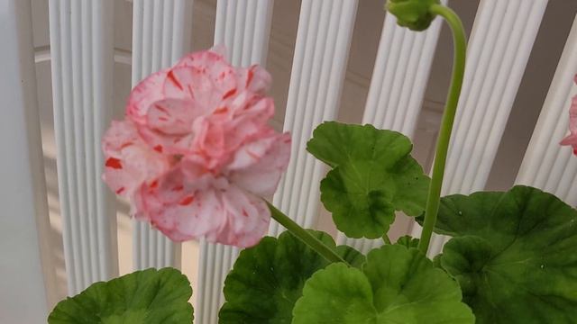 Zumra Joy смотреть онлайн