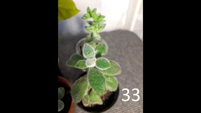 Цветы для Авито смотреть онлайн